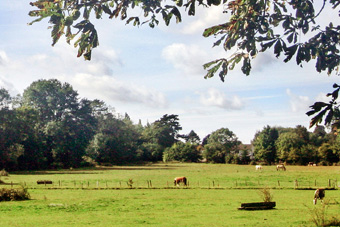 The Woodcote Estate