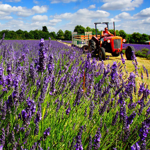 lavender field and tractor