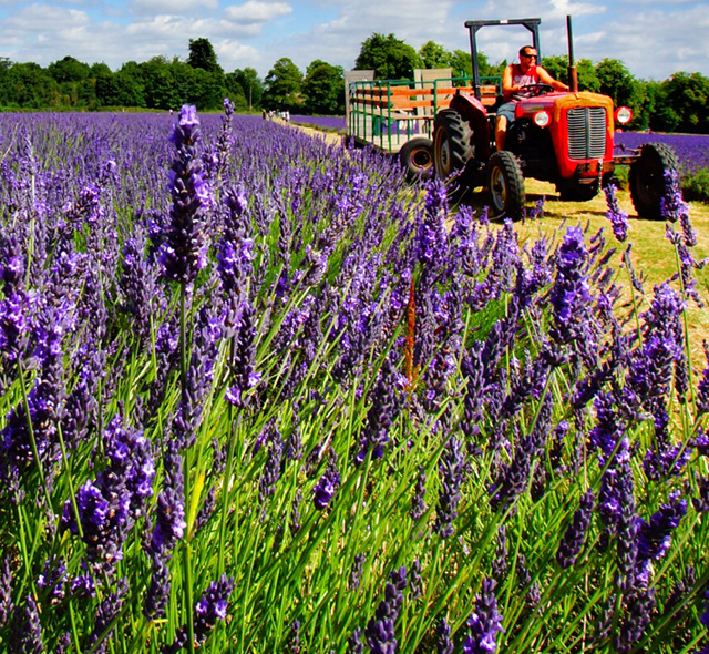 Lavender