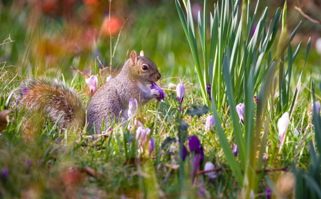Images for Foxley Lane, Purley, CR8 EAID:4238971326 BID:111a20da-ac98-4726-afab-e685f1b287bd