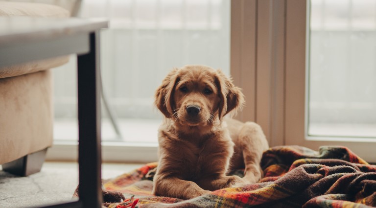 Selling Your Home When You Have Pets