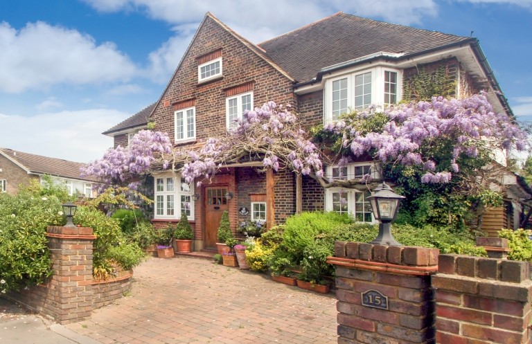 Wonderful Wisteria 